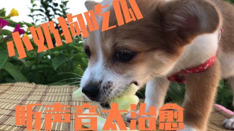 娱乐圈吃瓜小狗是谁啊,揭秘神秘“吃瓜群众”身份  第1张